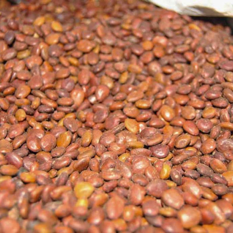 semente de alfarroba