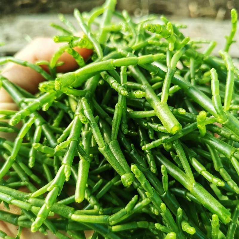 salicornia fresca tubo